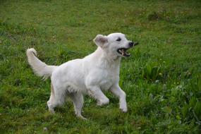 Dog Golden Retriever Run on meadow