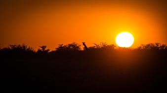 Namibia Wildlife Africa