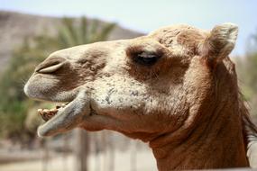 Camel Africa Desert Ship