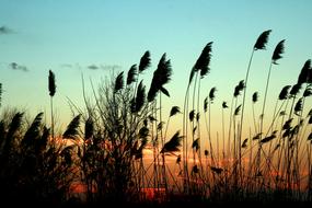 Reed Sunset Wind