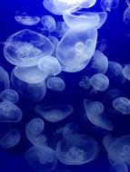Jellyfish Sea Water Animals
