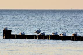 Ocean Waters coast birds