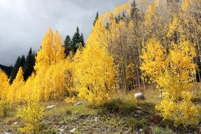 Mountains Trees Landscape