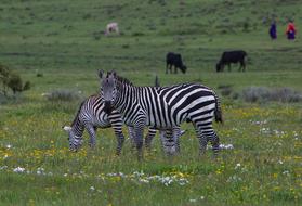 Zebra Wildlife Ngorongoro