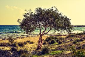 Tree Sea Beach