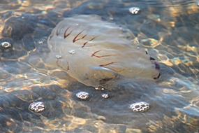 Compass Jellyfish in North sea