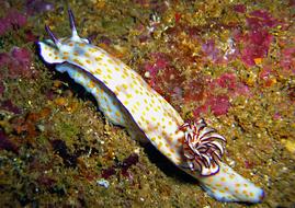 Sea Snail Slug Underwater world