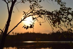 Sunset Tree