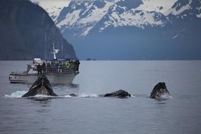 Humpback Whale Breaching Feeding