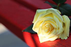 Yellow Rose On Red Bench