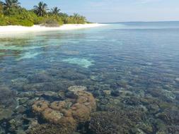 Transparent ocean by a green beach