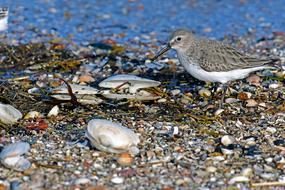 Dunlin Limicoline North Sea