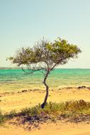 tree on the beach