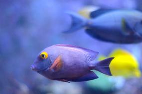 Fish Sea Water