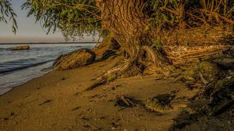 Nature Water Tree