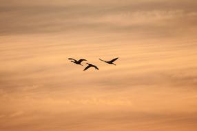 Silhouette Crane Flying Birds