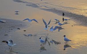 Bird Water Nature