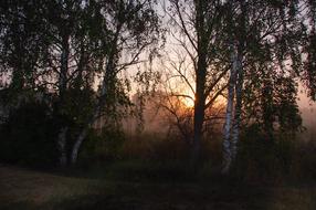 Tree Nature Landscape