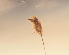 Plant Sky Sunset