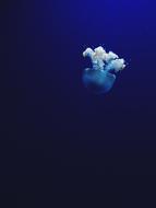 Jellyfish swimming at the bottom of the ocean