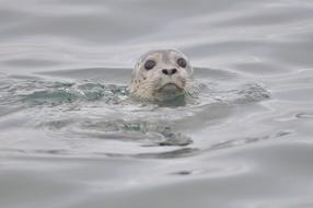 Harbor Seal Swimming Water