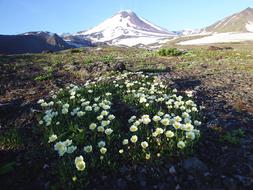 The Volcano Avachinsky Summer