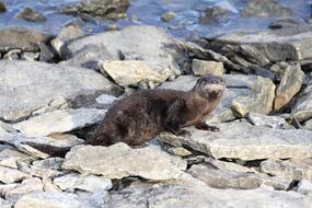 animal at Nature Water Rocks