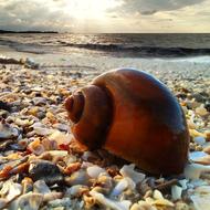 The Sea Beach Sun