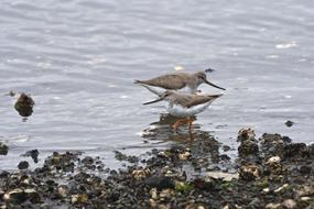 birds running on water