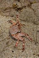 sand crab on the beach