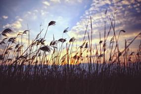 Phragmites coast reed at sunset