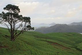 New Zealand Coromandel Sea