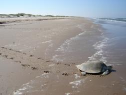 Sea Turtle Kemp&#39;S Ridley Beach