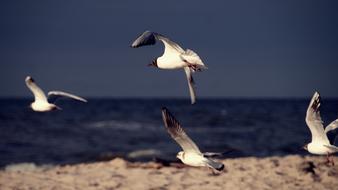 Flying birds on a sunny shore