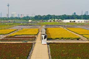 Agriculture Flowers Nature