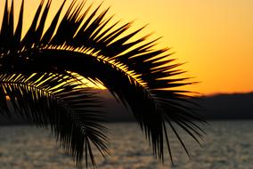 Sunset Palm Abendstimmung