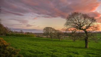 Landscape Tree Dawn