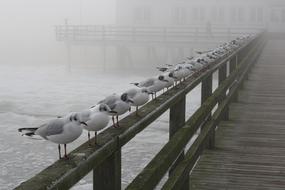 Baltic sea pier birds