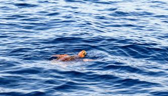 Loggerhead Turtle Sea