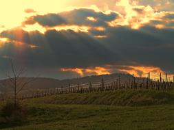 Sunset Sun Vineyard