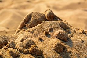 Sand Beach Hill