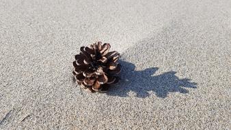 Beach Pine Cone Sand