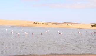 Flamingos Walvisbay Namibia