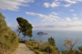 Sea Maritime Pine