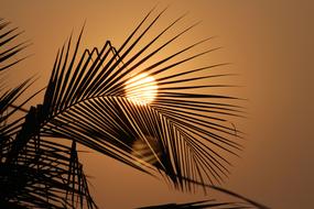 leaf at sunset dawn