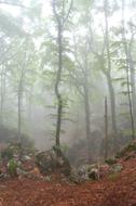 Forest Nature Trees