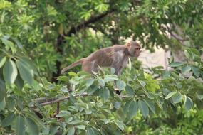 Monkey in jungle Wildlife