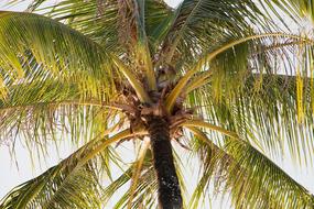 Palm Tropical Tree