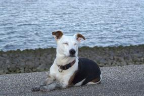 Jack Russell Dog Relaxed