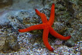 red starfish on a rock